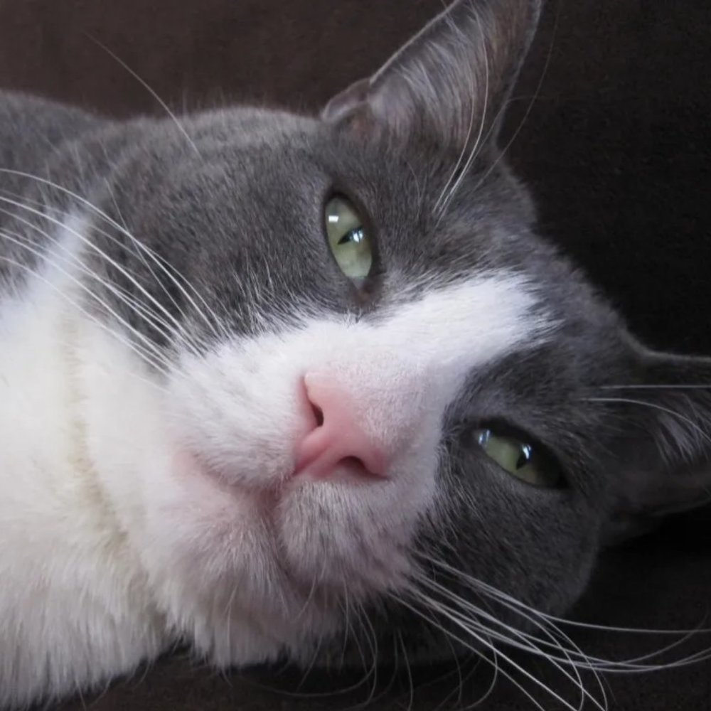 Meet your Posher, Posh